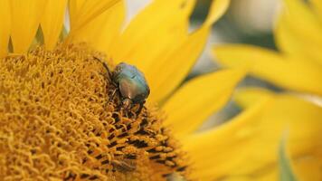 Macro shooting. A harmful Chafer sits on a sunflower in an agricultural field. video