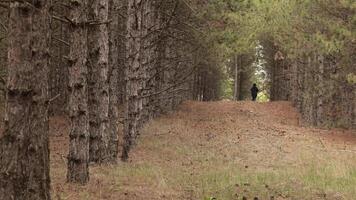 Unrecognizable woman silhouette in black coat walk away with bunch of branches in autumn pine tree forest. Person walk alone far away in forest. Walking by coniferous forest in fall woods landscape video