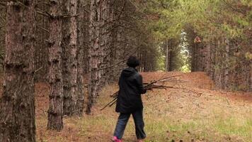 Woman in black coat walking away with bunch of branches for making campfire in autumn pine tree forest. Unrecognizable woman picking twigs for bonfire in forest. Walk through coniferous forest video