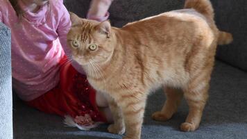 Toddler girl stroking fluffy ginger cat with ginger eyes. Child sit on couch and stroking red tabby cat with tiger striped fur. Kid and cat on sofa at home. Calm domestic leisure video