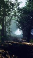 mystical forest with fog and shining behind trees video