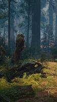 Pine forest with the last of the sun shining through the trees video