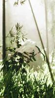 Lanscape of bamboo tree in tropical rainforest video