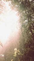 Rays of bursting sunlight in a misty forest video