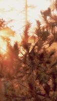 Sunbeams streaming through the pine trees video