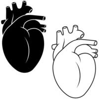 Realistic human heart, circulatory organ vector