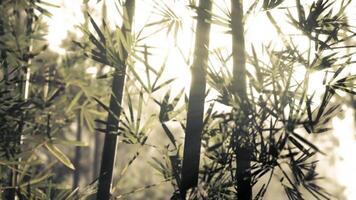 Sunlight filtering through vibrant bamboo leaves in a serene natural setting video