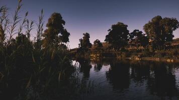 Crocodile resting quietly by a serene riverbank at dusk in nature video