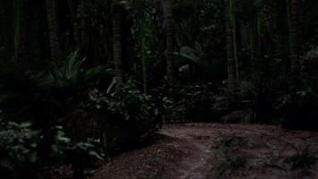 Dark forest path illuminated by moonlight in a dense jungle setting video