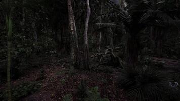 Nighttime exploration of a dense forest environment in twilight hours video