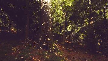 Sunlight filters through dense foliage in a serene forest setting video