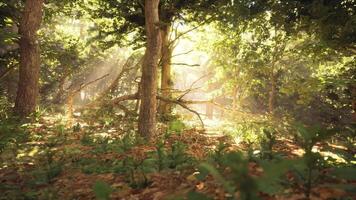 Sunlight filtering through trees in a tranquil forest during the morning video