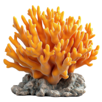 Orange Coral on a Rock on Transparent Background png