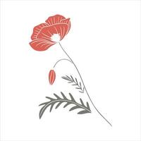 Corn poppy flower with white background vector