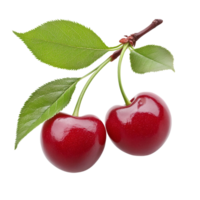 2 cherries on a tree branch with leaves isolated on transparent background png