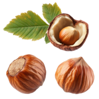 Hazelnut with Leaves and Shell on Transparent Background png