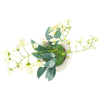 3d illustration of Jasmine plant in planter isolated on transparent canvas from top view png