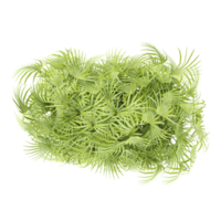 Green hapis excelsa tree isolated on transparent Canvas from top view png