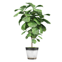 3d Rendering Of Fiddle-leaf fig plant in planter on Transparent Canvas png