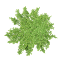 Top view of Juniper tree isolated on transparent Canvas png
