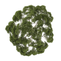 3d rendering of Stone pine tree isolated on transparent Canvas png