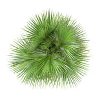 3d rendering of Lodoicea maldivica plant isolated on transparent Canvas from the top view png