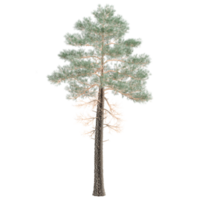 3d Rendering Of Pinus pinaster tree on Transparent Canvas png