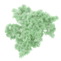 3d illustration of Neem Tree isolated on transparent canvas from top view png