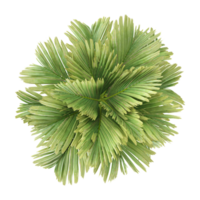 Collection of Pritchardia thurstonii palm tree isolated on transparent Canvas from the top view png