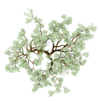 Isolated tree on transparent canvas from the top view png