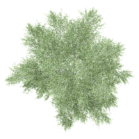 3d rendering of Silver birch tree isolated on transparent Canvas png