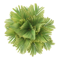 Top view of Pritchardia thurstonii palm tree tree isolated on transparent Canvas png