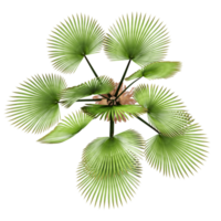 3d Rendering Of Trachycaprusfortune palm plant on Transparent Canvas from the top view png