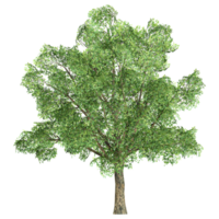 3d rendering of Robur tree isolated on transparent Canvas png