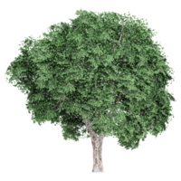 3d illustration of Elm tree isolated on transparent Canvas png