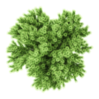 Top view of Rowan tree isolated on transparent Canvas png
