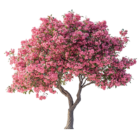 Pink Flowering Tree on Transparent Background png