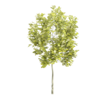 3d rendering of Laburnum anagyroides plants isolated on transparent Canvas png