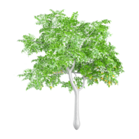 Beautiful shape of green Citrus limon tree isolated on transparent Canvas png