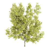 Beautiful shape of green Laburnum anagyroides tree isolated on transparent Canvas png