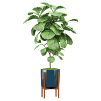 Green beautiful Fiddle-leaf fig plant inh pot isolated on Canvas png
