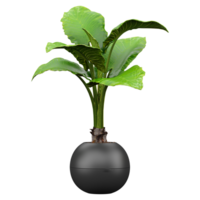 3d Rendering Of Typhonodorum plant in planter on Transparent Canvas png