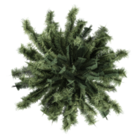 Top view of Pinus tree isolated on transparent Canvas png