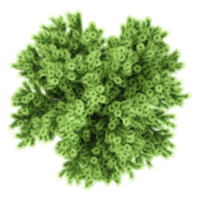 Beautiful shape of green Box tree isolated on transparent Canvas from the top view png