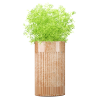 3d Rendering Of Fennel plants in planter on Transparent Canvas png