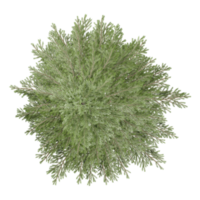 Beautiful shape of green Common wormwood tree isolated on transparent Canvas from the top view png