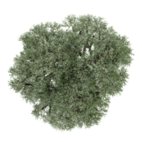 3d Rendering Of Olive tree on Transparent Canvas png