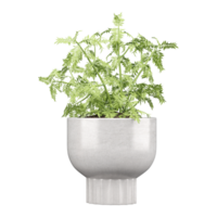 3d Rendering Of Fern plants in planter on Transparent Canvas png