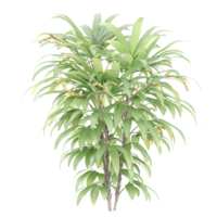3d rendering of Raphis tree isolated on transparent Canvas png