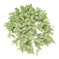 3d illustration of pine tree isolated on transparent canvas from top view png